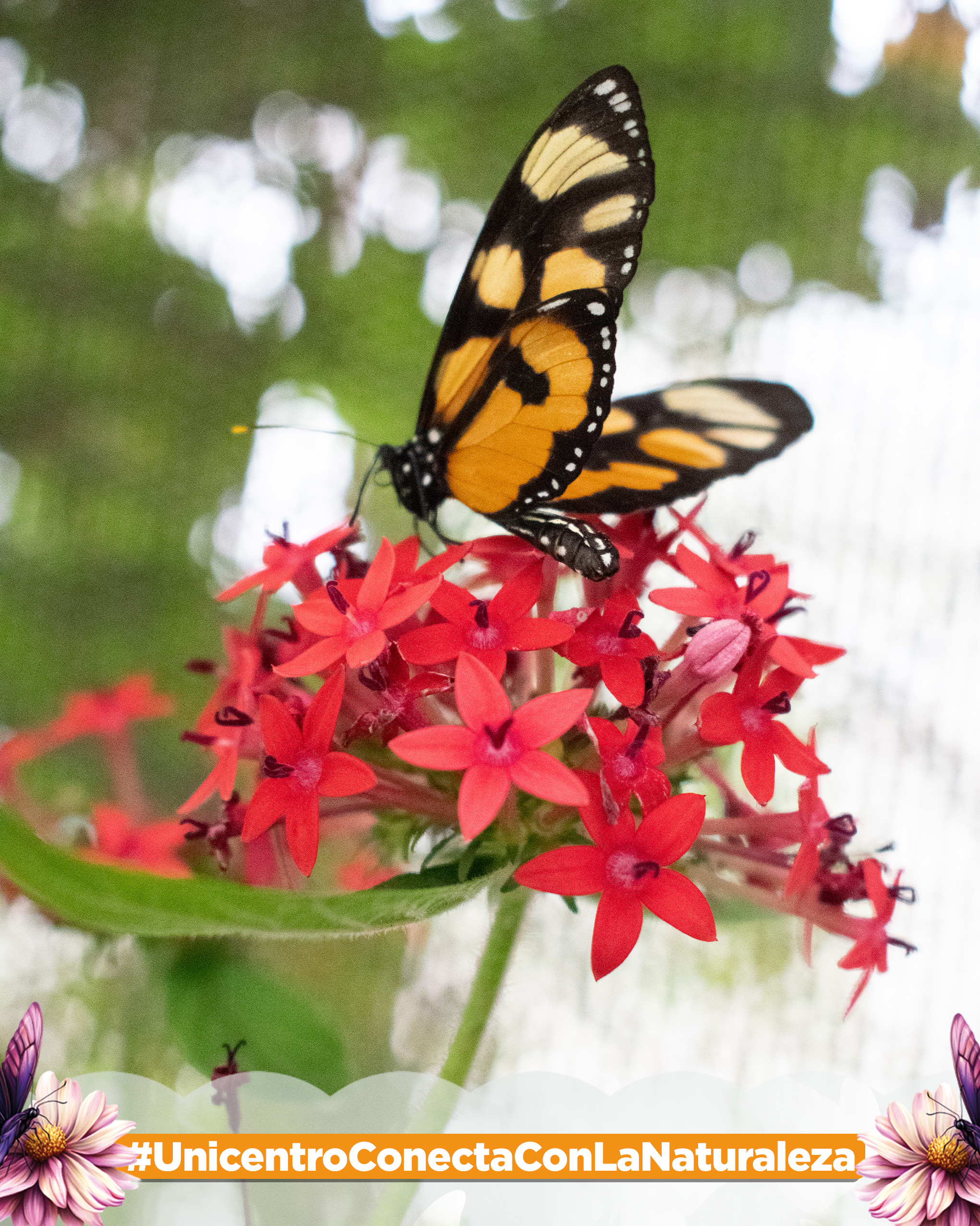 Mariposario Unicentro